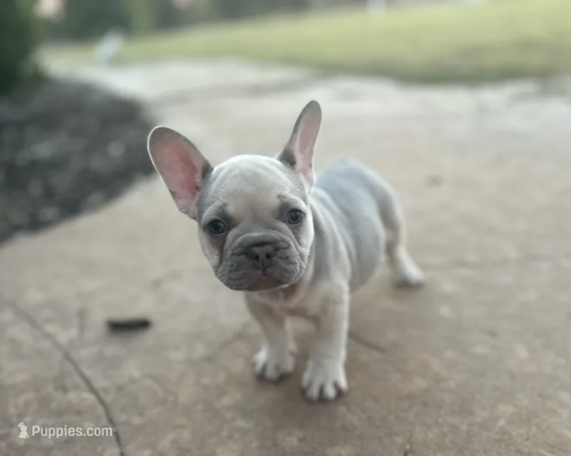 Orchid – French Bulldog puppy for sale in Neosho, MO