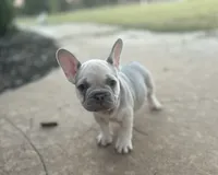Orchid, a female French Bulldog for sale in Neosho, MO – 1 of 6