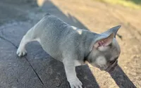 Violet, a female French Bulldog for sale in Neosho, MO – 4 of 7