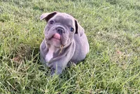 Bonnie, a female French Bulldog for sale in Neosho, MO – 4 of 8
