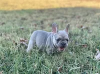 Violet, a female French Bulldog for sale in Neosho, MO – 3 of 7