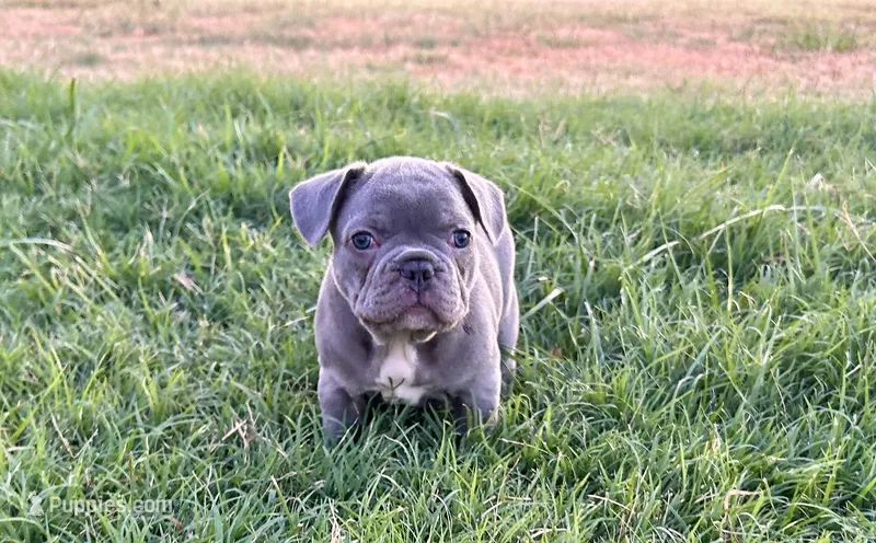 Bonnie – French Bulldog puppy for sale in Neosho, MO