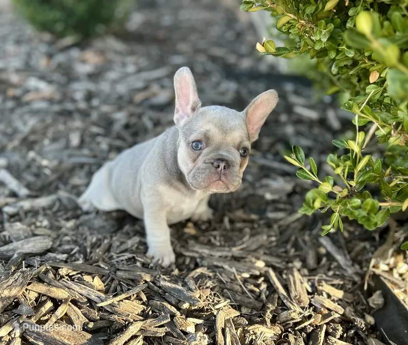 Violet – French Bulldog puppy for sale in Neosho, MO