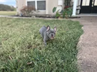 Lucy, a female French Bulldog for sale in Neosho, MO – 4 of 6