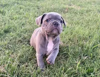 Bonnie, a female French Bulldog for sale in Neosho, MO – 3 of 8