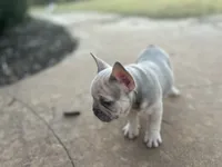 Orchid, a female French Bulldog for sale in Neosho, MO – 2 of 6