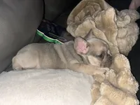Violet, a female French Bulldog for sale in Neosho, MO – 7 of 7