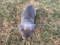 Bonnie, a female French Bulldog for sale in Neosho, MO – 7 of 8