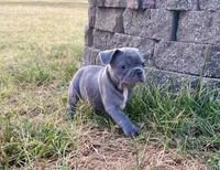 Bonnie, a female French Bulldog for sale in Neosho, MO – 6 of 8