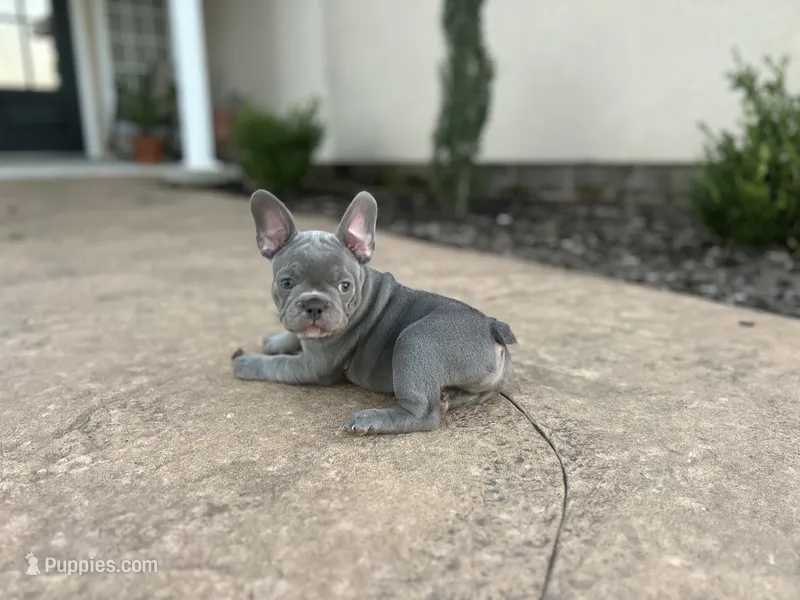 Lucy – French Bulldog puppy for sale in Neosho, MO