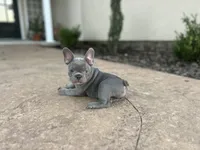 Lucy, a female French Bulldog for sale in Neosho, MO – 1 of 6