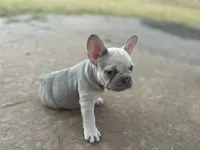 Orchid, a female French Bulldog for sale in Neosho, MO – 5 of 6