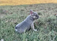 Violet, a female French Bulldog for sale in Neosho, MO – 5 of 7