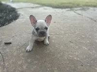 Orchid, a female French Bulldog for sale in Neosho, MO – 6 of 6