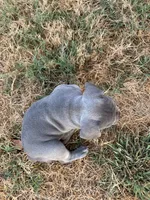 Bonnie, a female French Bulldog for sale in Neosho, MO – 8 of 8