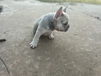 Orchid, a female French Bulldog for sale in Neosho, MO – 4 of 6