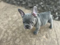 Lucy, a female French Bulldog for sale in Neosho, MO – 2 of 6