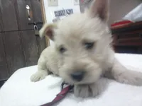 Mr Red Collar Boy, a male Scottish Terrier for sale in Mead, WA – 3 of 4