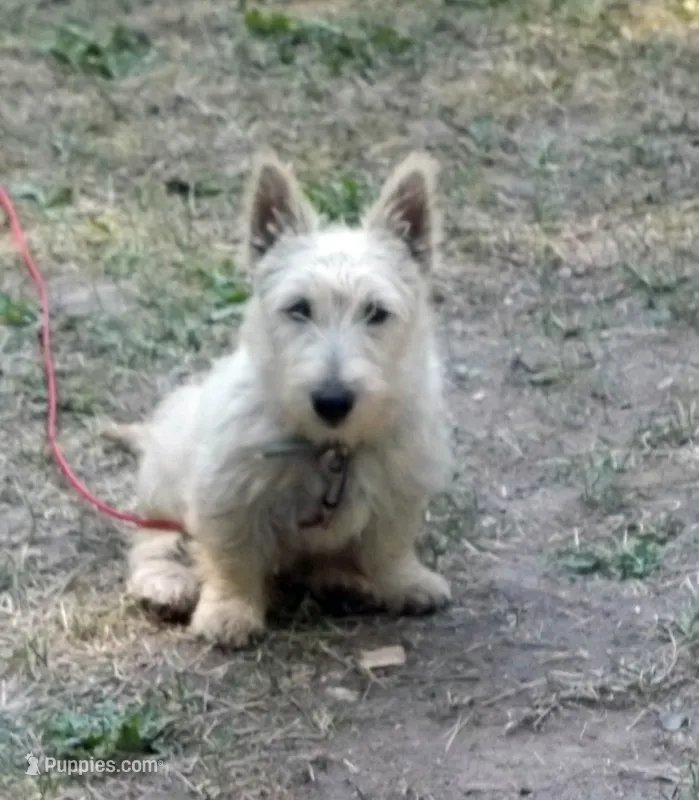 Eithne – Scottish Terrier puppy for sale in Mead, WA
