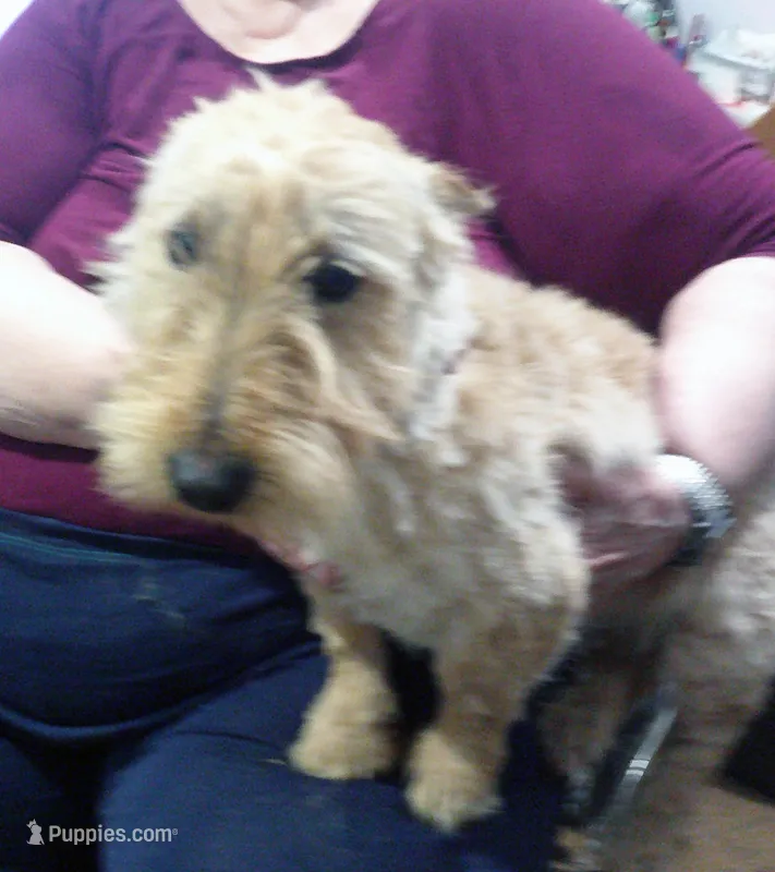 Eithne – Scottish Terrier puppy for sale in Mead, WA