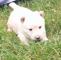 Maddie, a female Scottish Terrier for sale in Mead, WA – 5 of 6