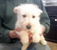 Maddie, a female Scottish Terrier for sale in Mead, WA – 6 of 6