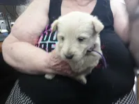Miss Plum Purple collar, a male Scottish Terrier for sale in Mead, WA – 4 of 4