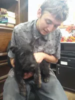 ZeZee , a female Scottish Terrier for sale in Mead, WA – 4 of 6
