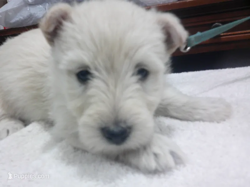 Miss Happy Girl – Scottish Terrier puppy for sale in Mead, WA