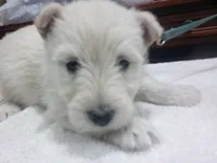 Miss Happy Girl, a female Scottish Terrier for sale in Mead, WA – 1 of 4