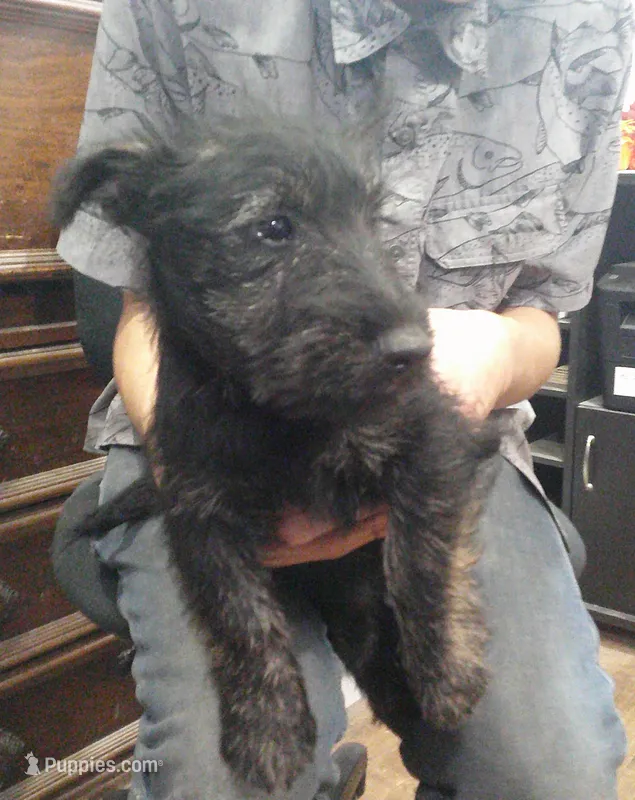 ZeZee  – Scottish Terrier puppy for sale in Mead, WA