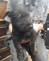 ZeZee , a female Scottish Terrier for sale in Mead, WA – 1 of 6