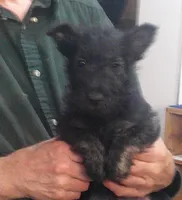 ZeZee , a female Scottish Terrier for sale in Mead, WA – 3 of 6