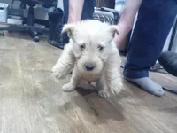 Mr Blue Collar , a male Scottish Terrier for sale in Mead, WA – 4 of 4