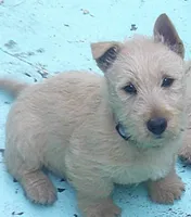 Mr Blue Collar , a male Scottish Terrier for sale in Mead, WA – 2 of 4