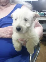 Miss Plum Purple collar, a male Scottish Terrier for sale in Mead, WA – 2 of 4