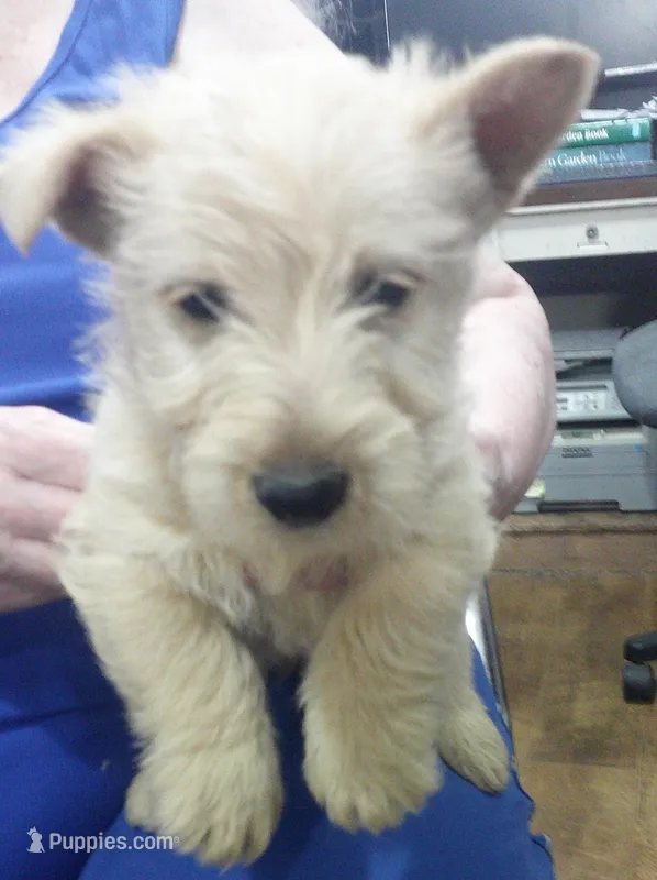 Mr Red Collar Boy – Scottish Terrier puppy for sale in Mead, WA