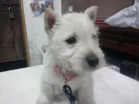 Maddie, a female Scottish Terrier for sale in Mead, WA – 2 of 6