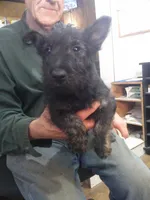 ZeZee , a female Scottish Terrier for sale in Mead, WA – 6 of 6