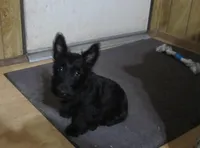 ZeZee , a female Scottish Terrier for sale in Mead, WA – 2 of 6