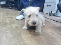 Mr Blue Collar , a male Scottish Terrier for sale in Mead, WA – 3 of 4