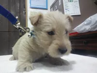 Miss Happy Girl, a female Scottish Terrier for sale in Mead, WA – 3 of 4