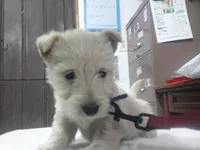 Miss Plum Purple collar, a male Scottish Terrier for sale in Mead, WA – 3 of 4