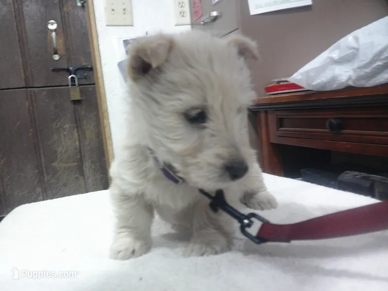 Mr Blue Collar  – Scottish Terrier puppy for sale in Mead, WA