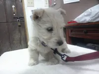 Mr Blue Collar , a male Scottish Terrier for sale in Mead, WA – 1 of 4