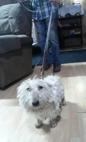 Eithne, a female Scottish Terrier for sale in Mead, WA – 3 of 5