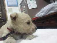 Mr Red Collar Boy, a male Scottish Terrier for sale in Mead, WA – 4 of 4