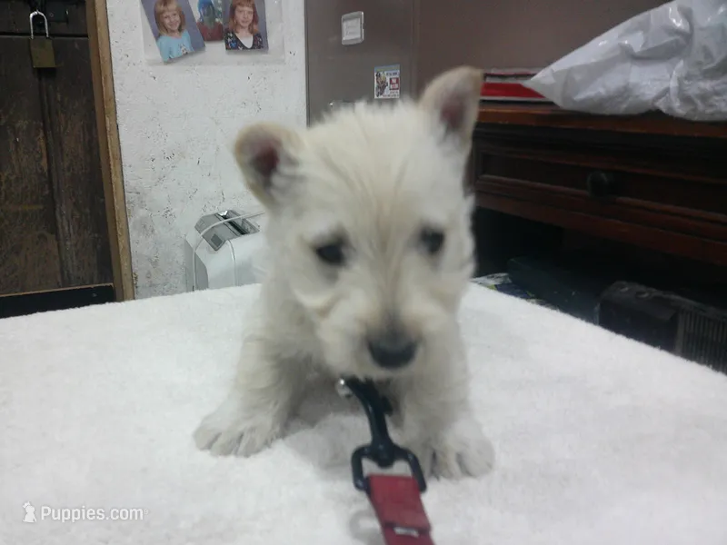 Maddie – Scottish Terrier puppy for sale in Mead, WA