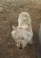 Eithne, a female Scottish Terrier for sale in Mead, WA – 4 of 5