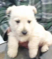 Miss Happy Girl, a female Scottish Terrier for sale in Mead, WA – 4 of 4